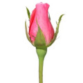 غنچه گل رز
