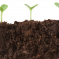 رایحه های خاکی