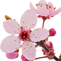 شکوفه گیلاس
