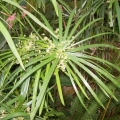 سیپریول