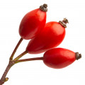 گل رز هیپ