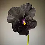 بنفشه سیاه