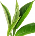 چای دارجلینگ