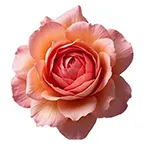 رز ماه می