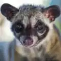 سیوت