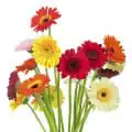 رایحه های گل