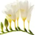 گل فریزیا
