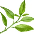 برگ پرتقال