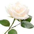 رز آلبا